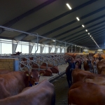 Pedigree Jersey heifers/cows