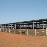 Sudan, DFP 1200 cows