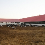 Uzbekistan, DFP 500 cows