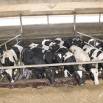 veal-production-8
