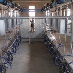 Узбекистан: проект молочной фермы на 110 коров